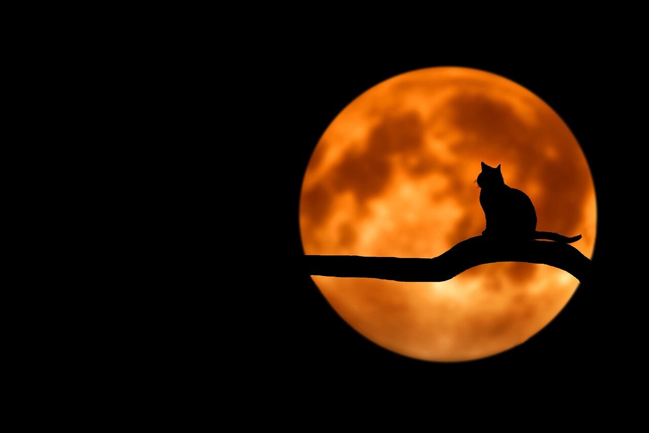 Alice, the Cheshire Cat, and the AIQ your C-suite is quietly avoiding